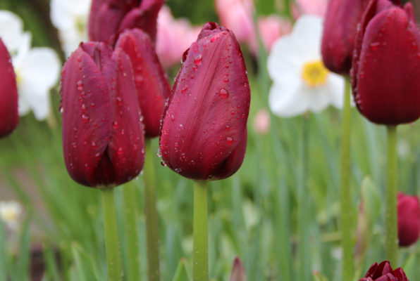 Tulipa 'National Velvet'
