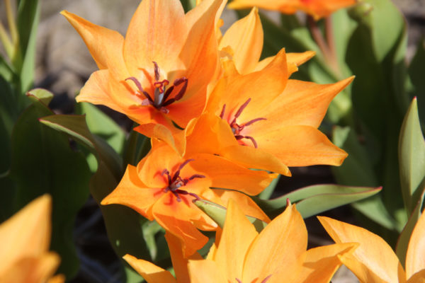Tulipa praestans 'Shogun'