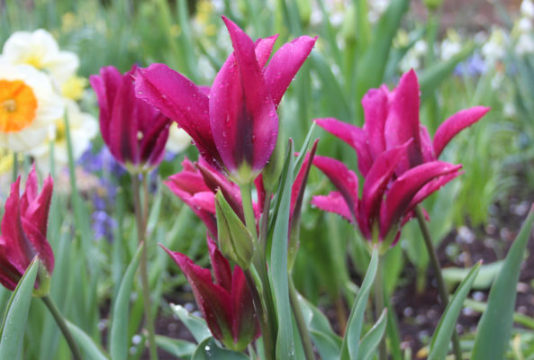 Tulipa 'Purple Doll'