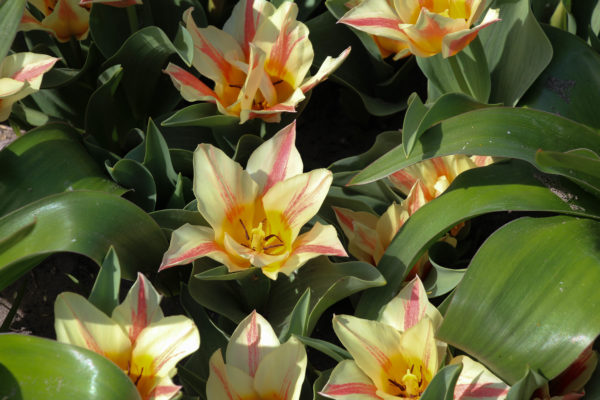 Tulipa 'Quebec'