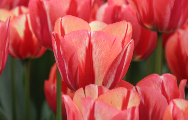 Tulipa 'Spryng Break'