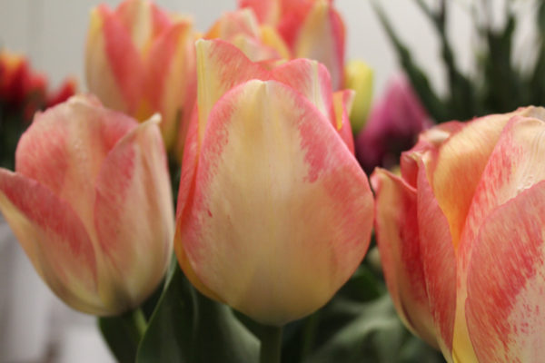 Tulipa 'Spryng Sunrise'