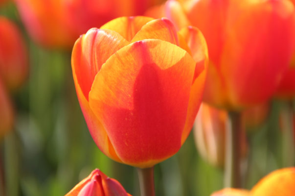 Tulipa 'Koningin Wilhelmina'