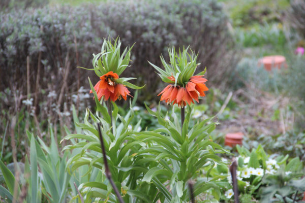 Fritillaria imperialis 'Aurora'