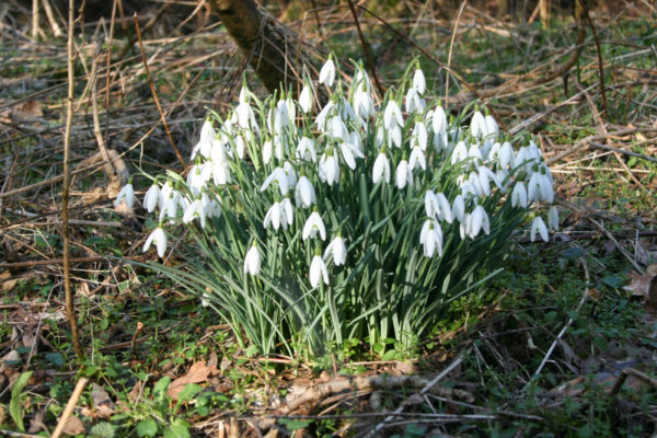 Galanthus nivalis