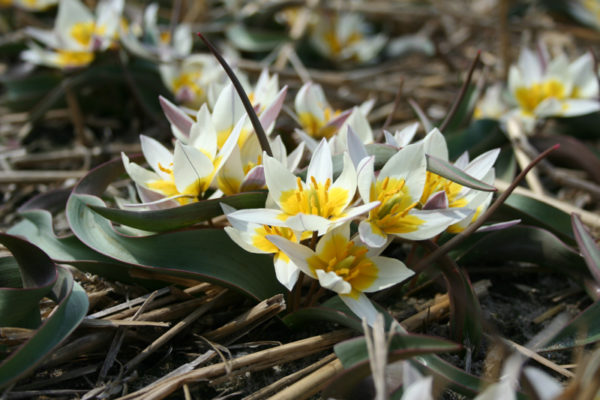 Tulipa orithyioides