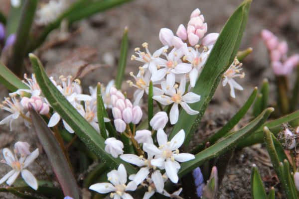 Scilla bifolia 'Rosea'