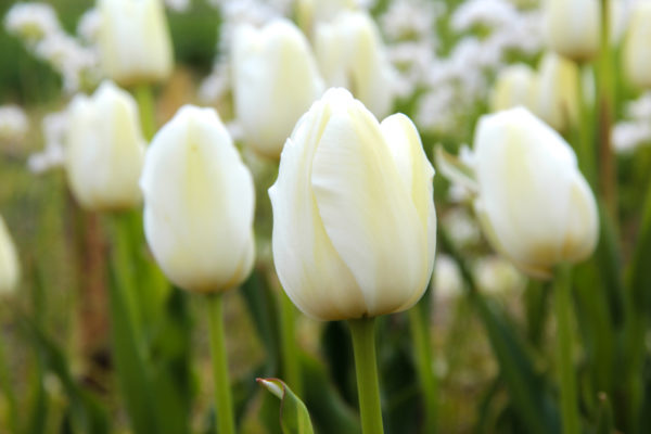 Tulipa 'Catharina'