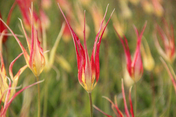 Tulipa acuminata