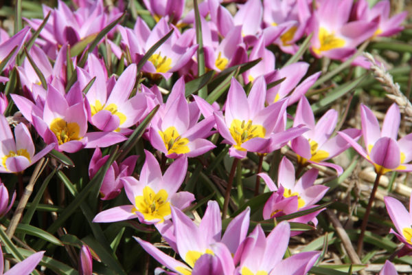 Tulipa humilis