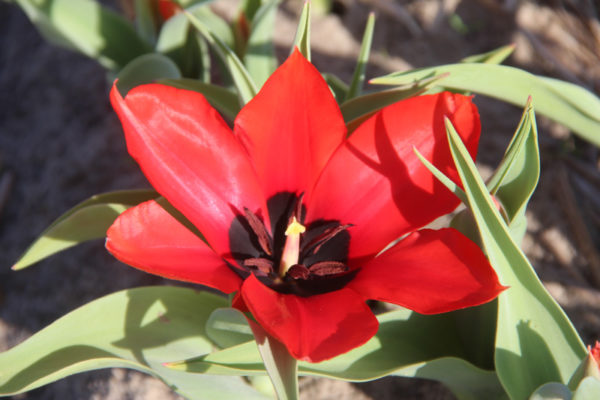 Tulipa ingens