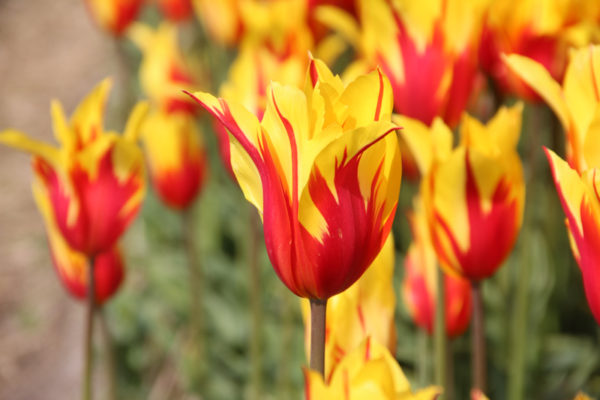 Tulipa 'Fire Wings'
