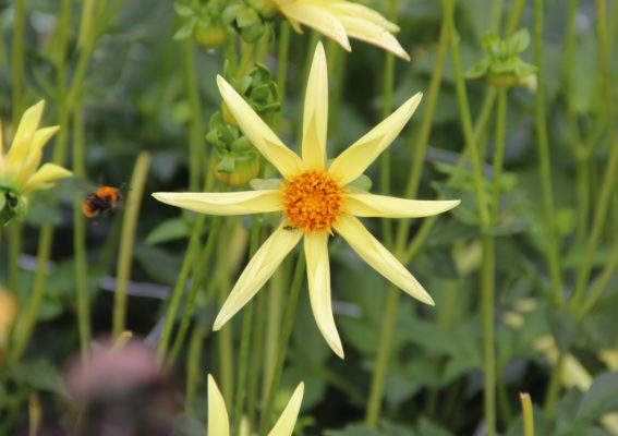 Dahlia 'Honka'