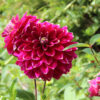 Dahlia 'Maldini'