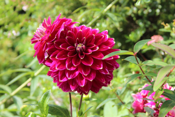 Dahlia 'Maldini'