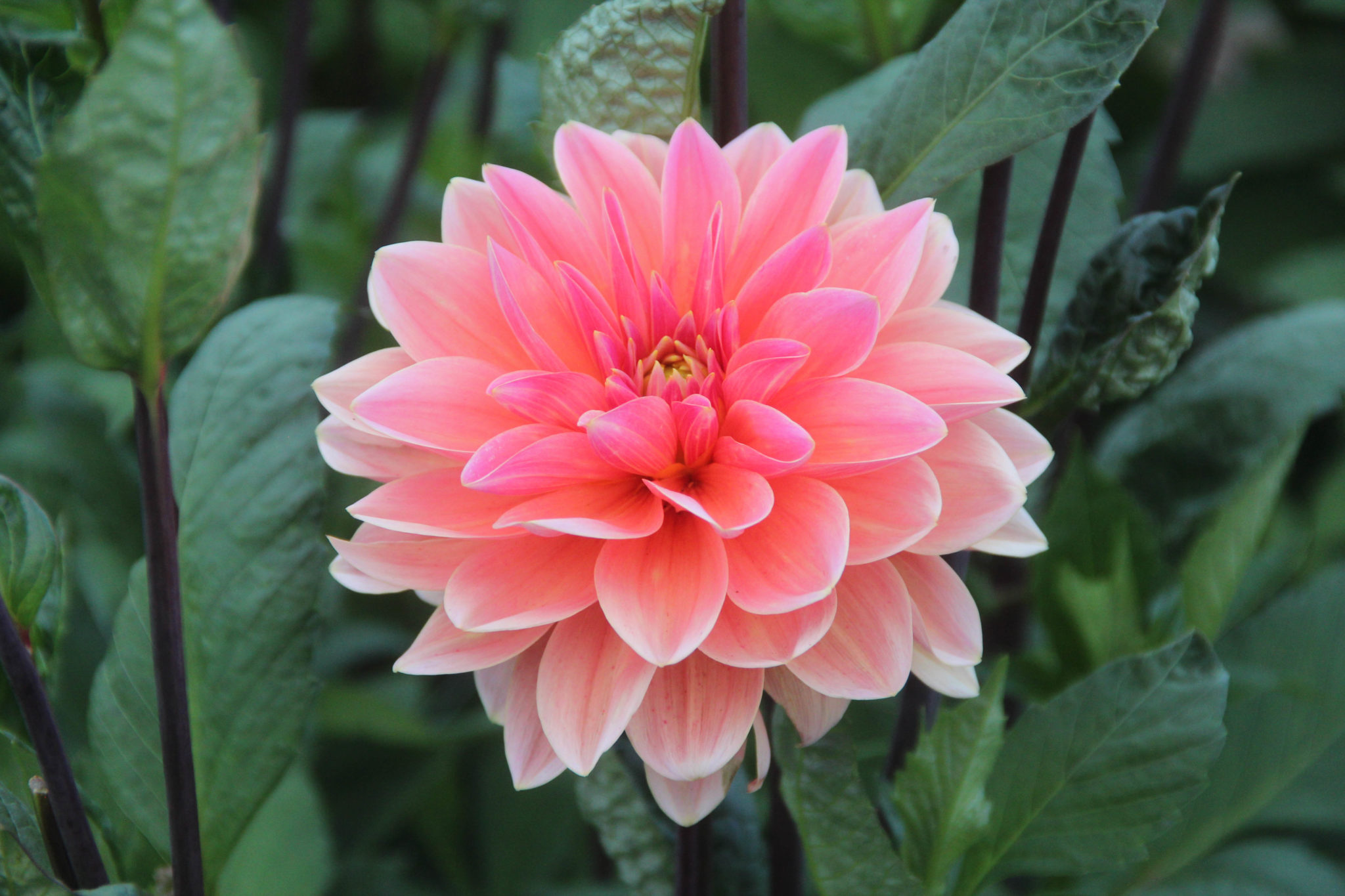 Dahlia ‘Mr. Frans’ – Meeuwissen Voorhout – Bloembollen – Specialist in