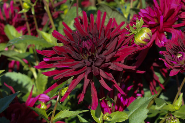 Dahlia 'Nuit d'Ete'
