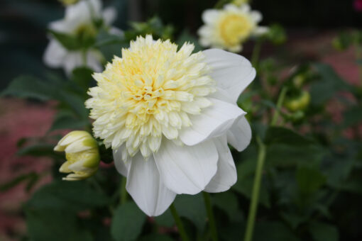 Dahlia 'Platinum Blonde'