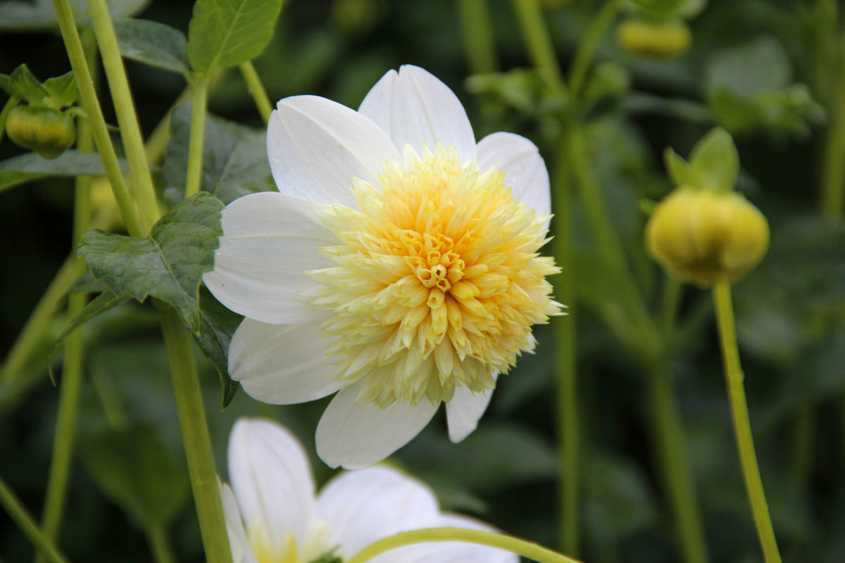 Dahlia ‘Platinum Blonde’ Meeuwissen Voorhout Bloembollen