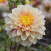 Dahlia 'Polka'