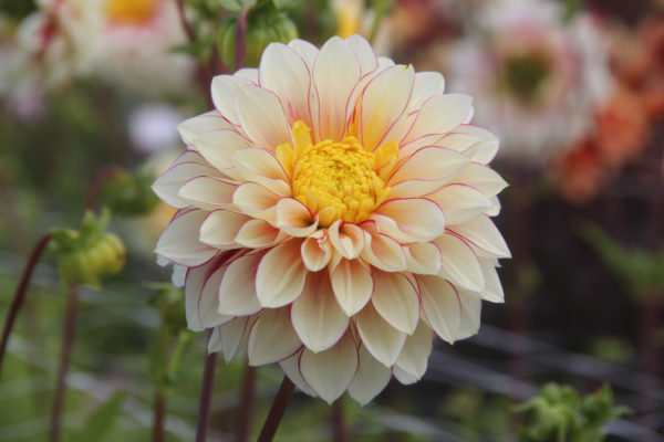 Dahlia 'Polka'