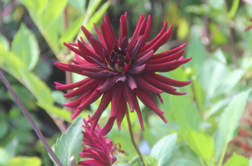 Dahlia 'Chat Noir'