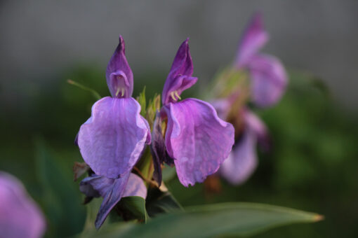 Roscoea purpurea 'Twin Towers'