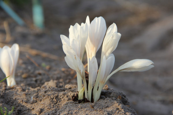Colchicum autumnale 'Album'