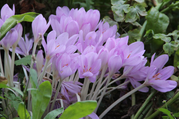 Colchicum byzantinum
