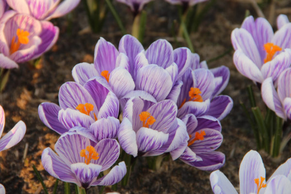 Crocus vernus 'Pickwick'