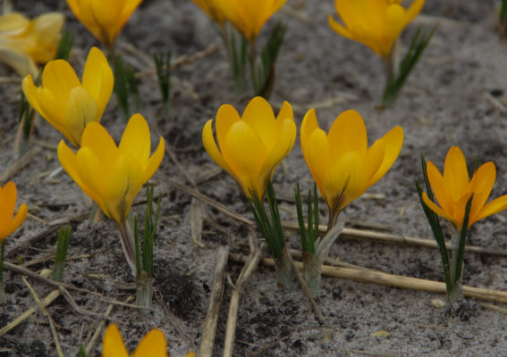 Crocus flavus 'Golden Yellow'