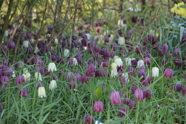 Fritillaria meleagris