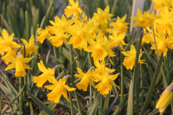 Narcissus 'Small Talk'