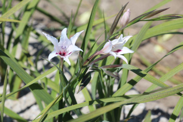Gladiolus carneus 'Albidus'