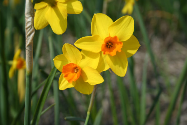 Narcissus 'Bunting'