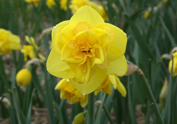 Narcissus 'Baldock'