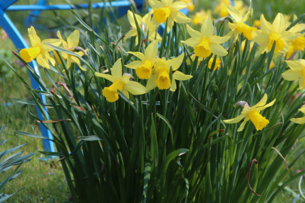 Narcissus 'February Gold'