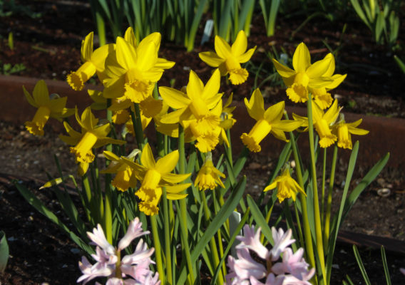Narcissus 'Amwell lady'