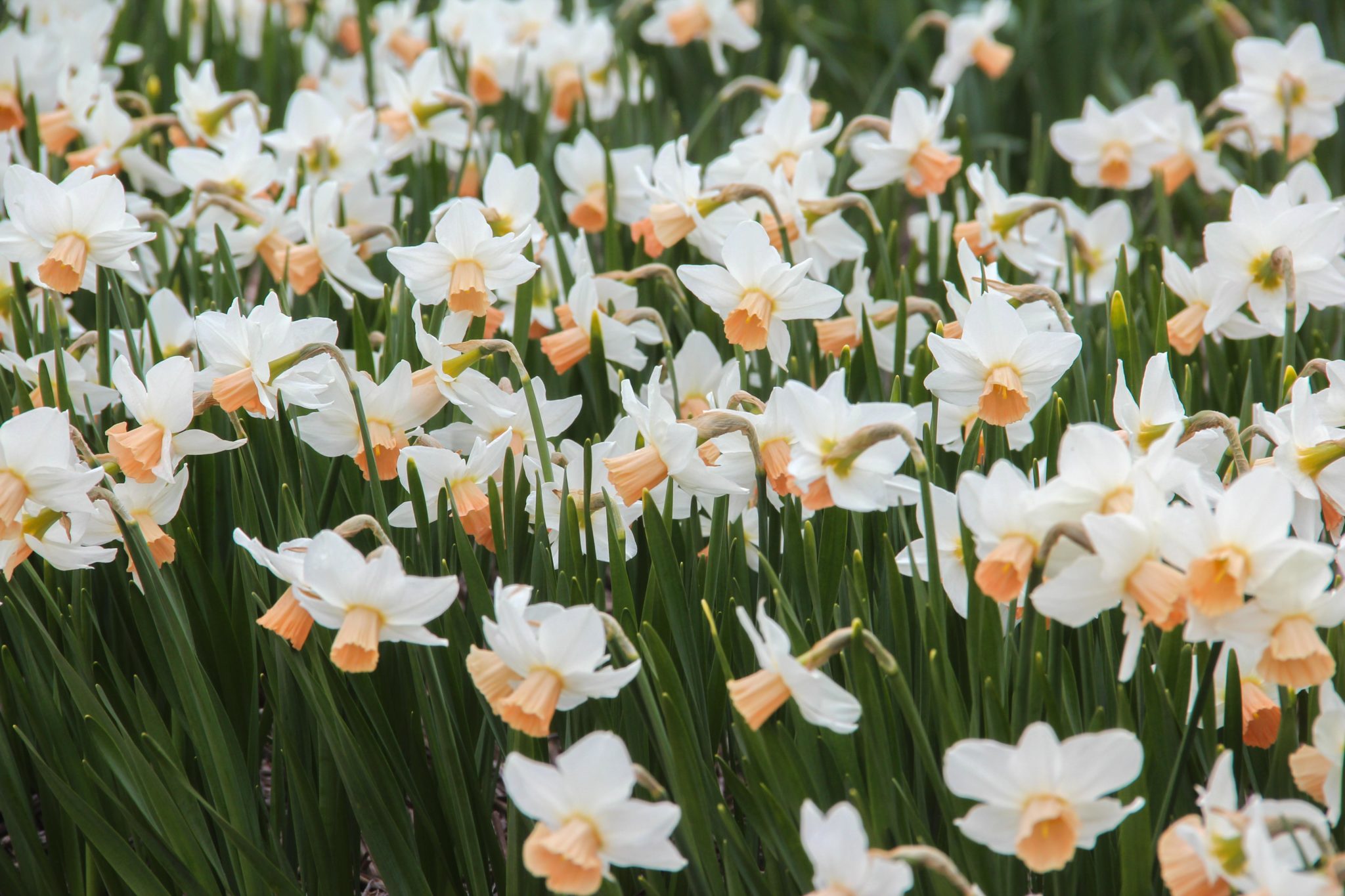 Narcissus ‘Cha Cha’ Meeuwissen Voorhout Flower bulbs Specialist