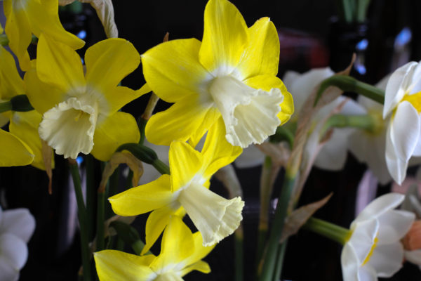 Narcissus 'Cloud Nine'