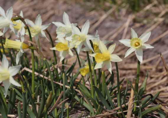 Narcissus 'Elka'