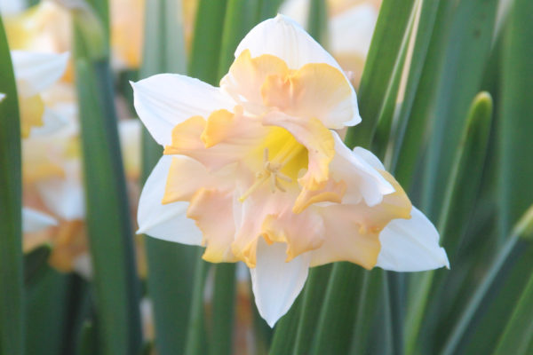 Narcissus 'Etincelante'