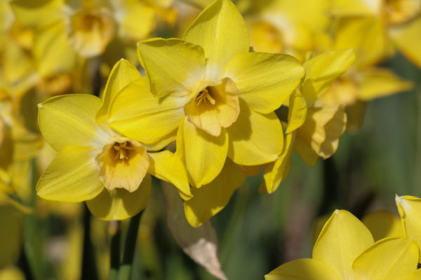 Narcissus 'Life'