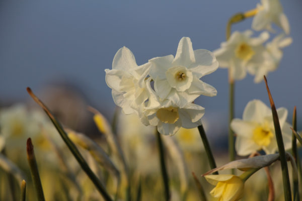 Narcissus 'Nirvana'
