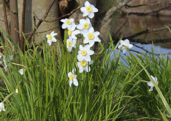 Narcissus 'Segovia'
