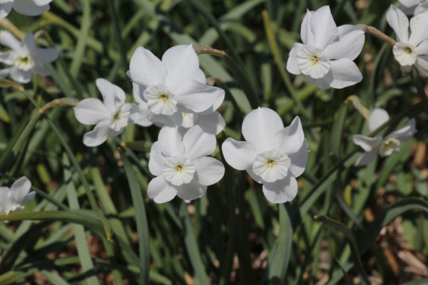 Narcissus 'Xit'