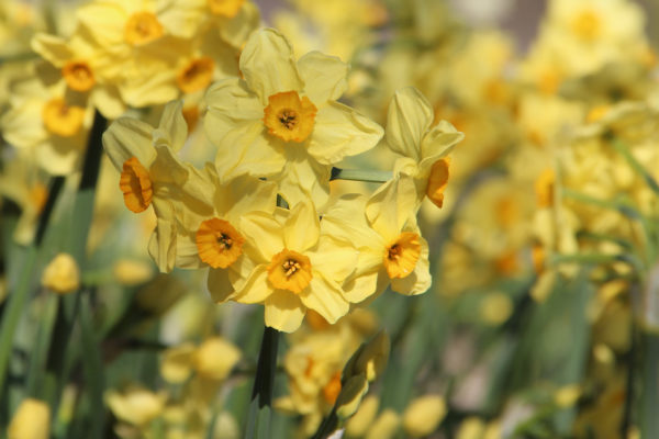 Narcissus 'Canarybird'
