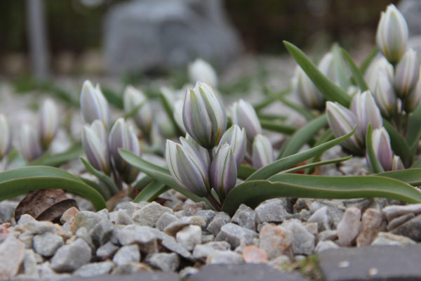 Tulipa polychroma