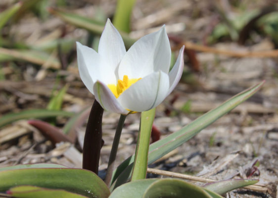 Tulipa polychroma