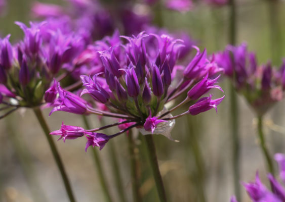 Allium acuminatum